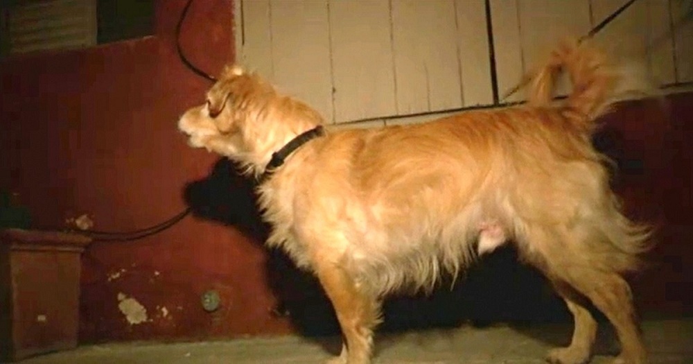 Quiet Rescue Dog Started Barking At Wall One Day, Owner ‘Grabbed’ Him And Runs