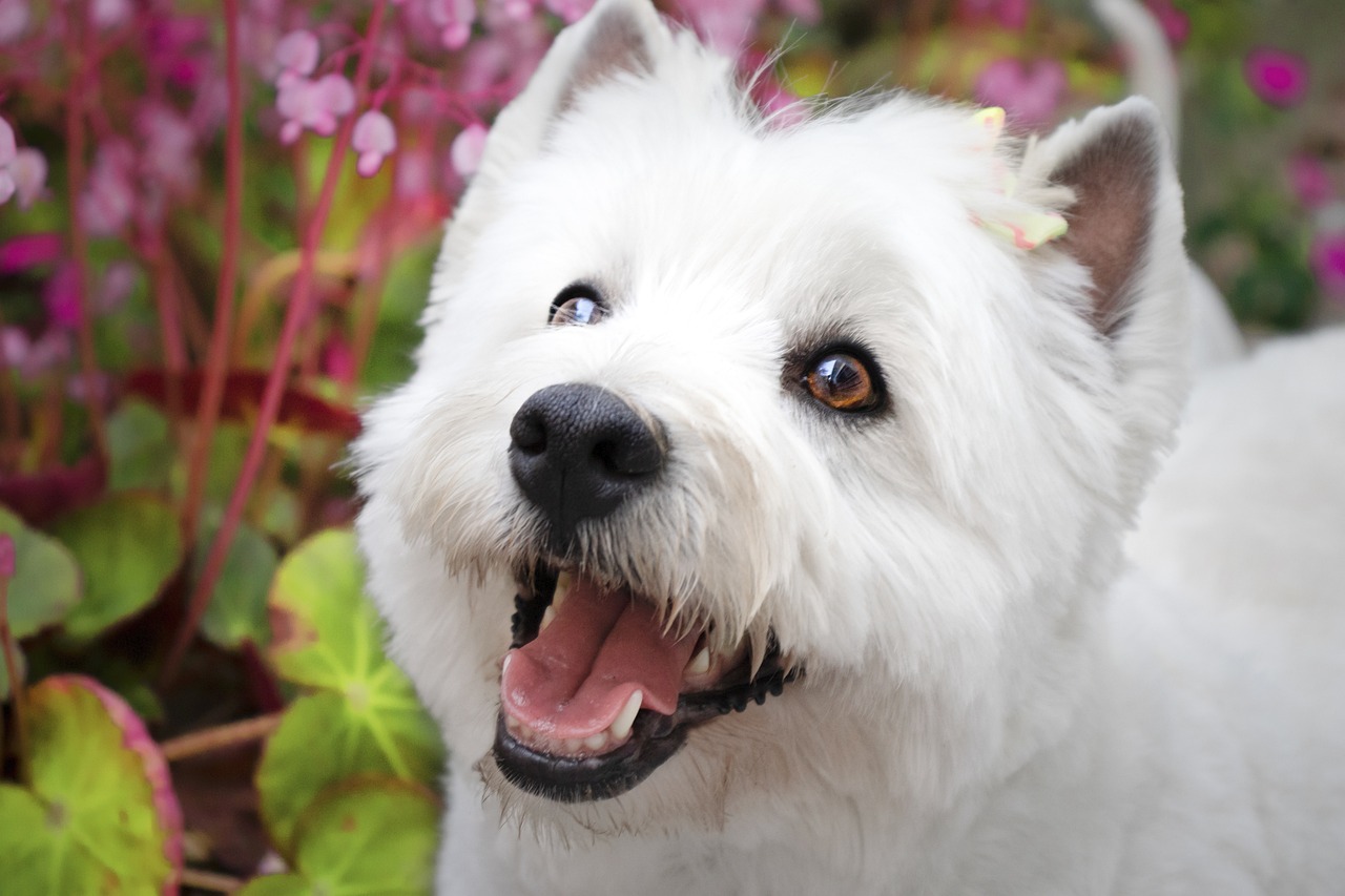 The History and Origin of the Westie: A Comprehensive Look