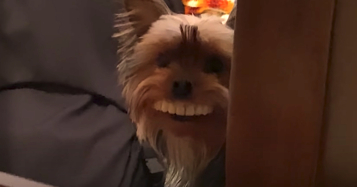 Dog Steals Fake Teeth Off The Table, Wears Them ‘Proudly’ Around The House