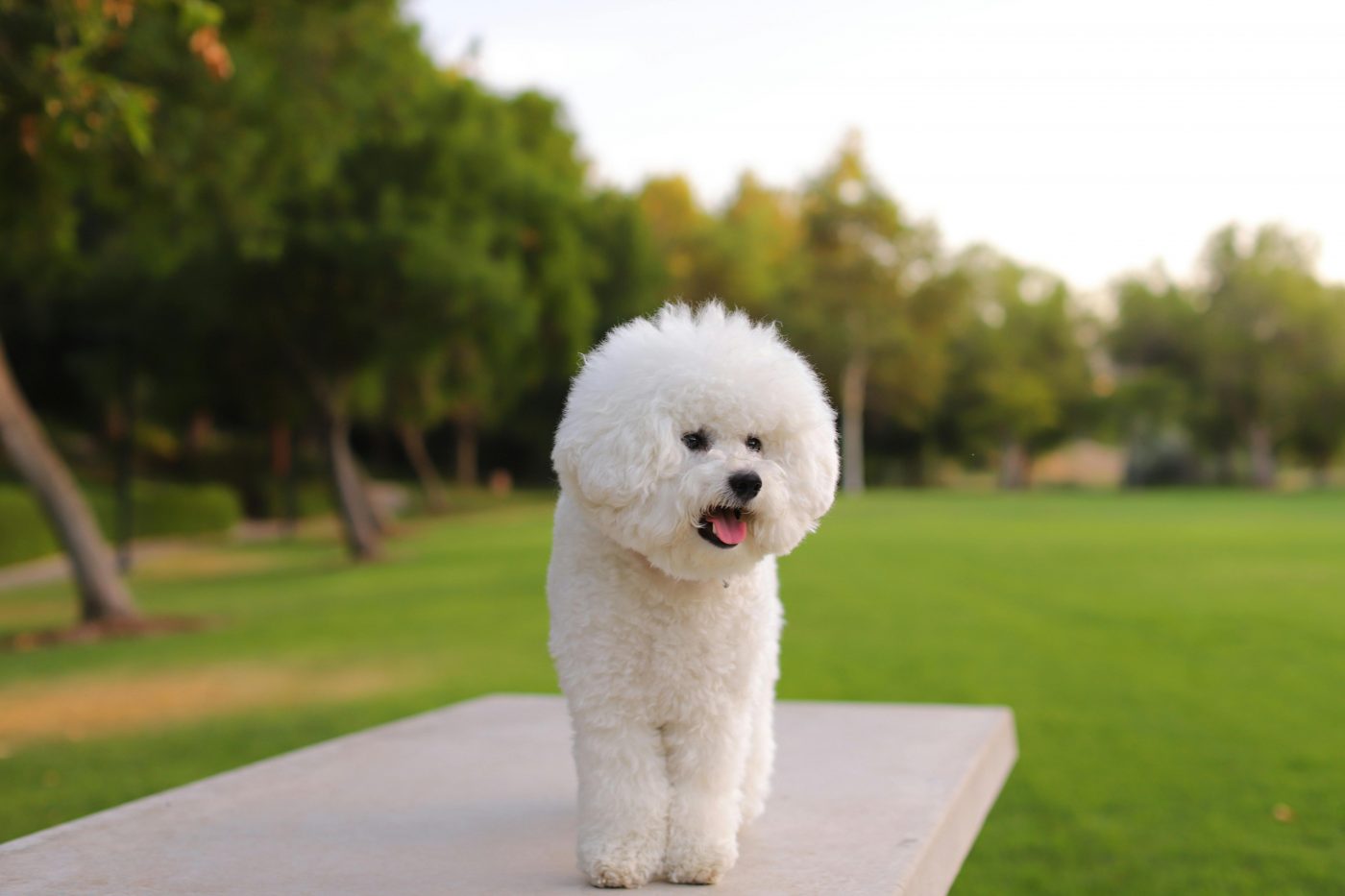 The History and Origin of the Bichon Frise: A Comprehensive Look