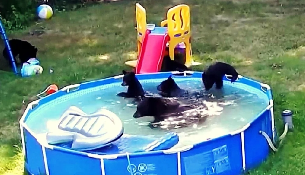 Family Was Planning On ‘Using’ The Pool, But They Found It Was Already Occupied