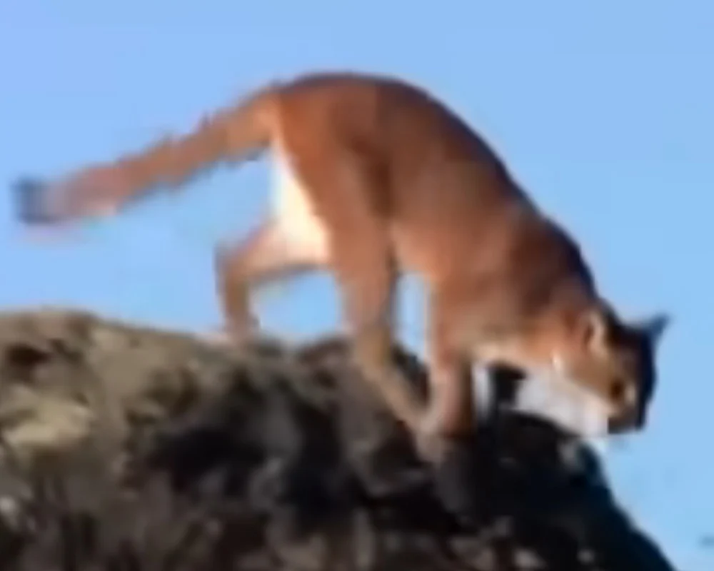 Dog Sees Puma Chasing A Little Girl, So He Charges At The Puma