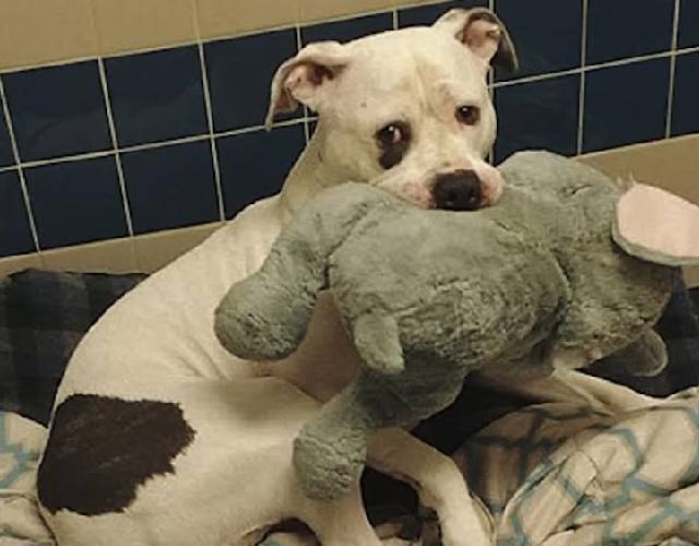 Petrified Pup Clutches Stuffed Elephant For Comfort While Waiting To Be Euthanized