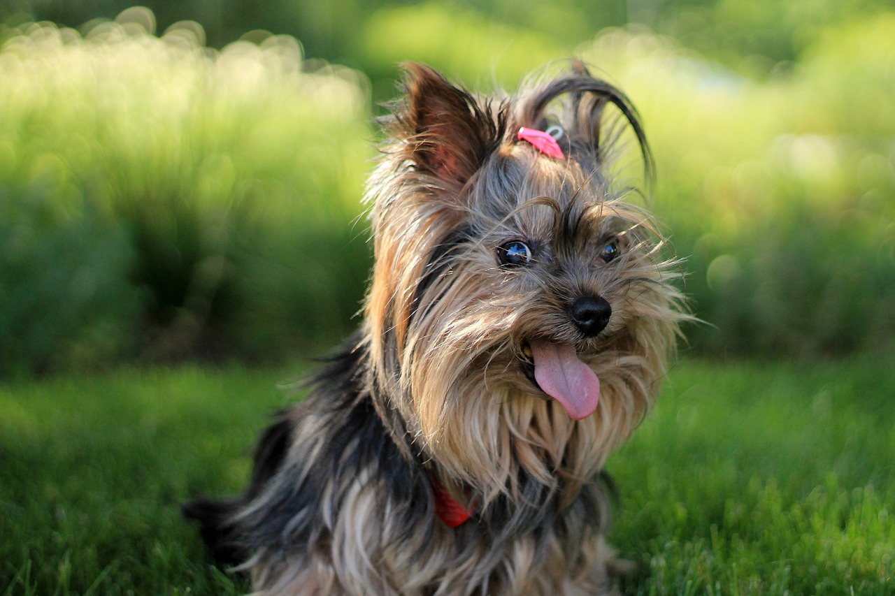 10 Small Dog Breeds with Long, Luxurious Coats